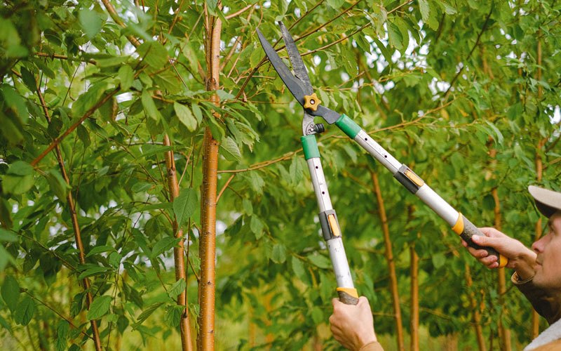 Tree trimming in Ucon, ID